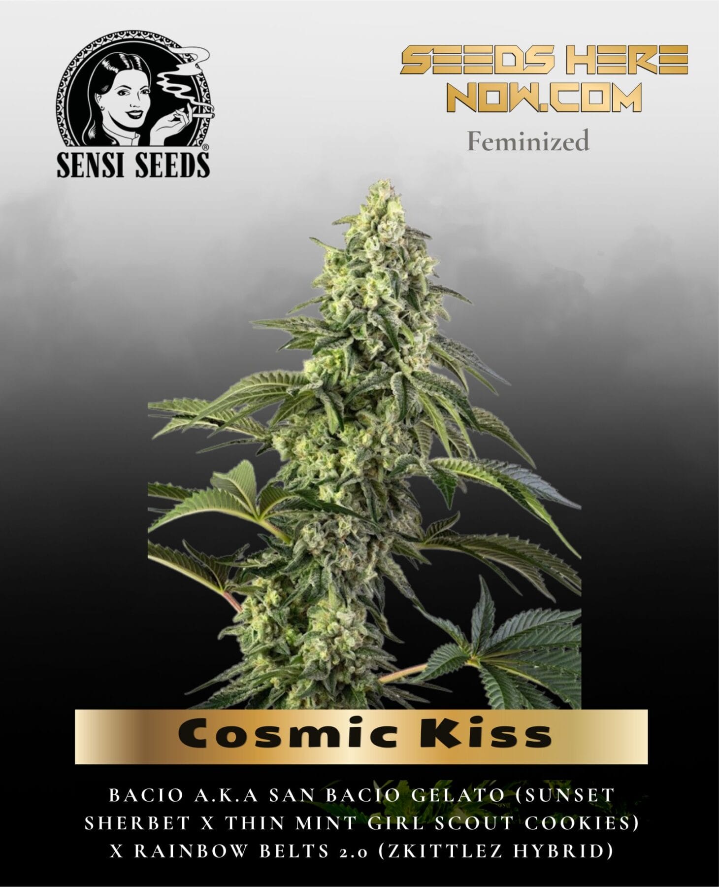 Cosmic Kiss (Feminized) - Sensi Seeds