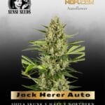 Jack Herer Auto (Feminized) - Sensi Seeds