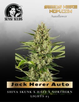 Jack Herer Auto (Feminized) (space) Sensi Seeds