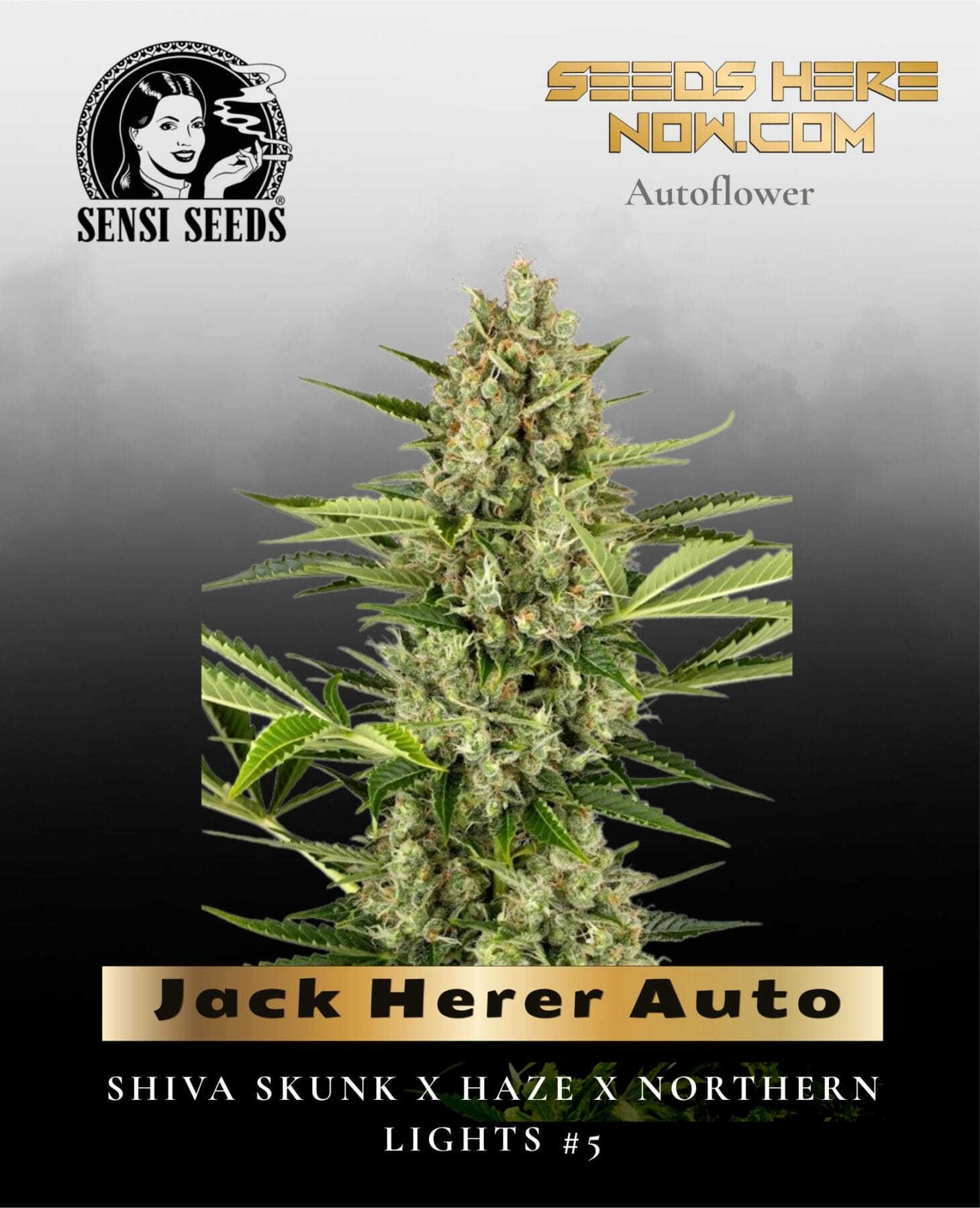 Jack Herer Auto (Feminized) - Sensi Seeds