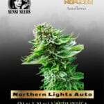 Northern Lights Auto (Feminized) - Sensi Seeds