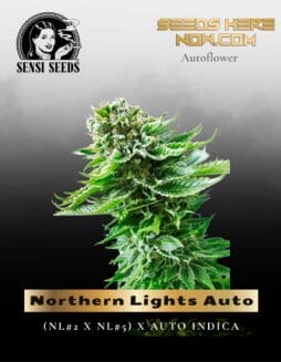 Northern Lights Auto (Feminized) (space) Sensi Seeds
