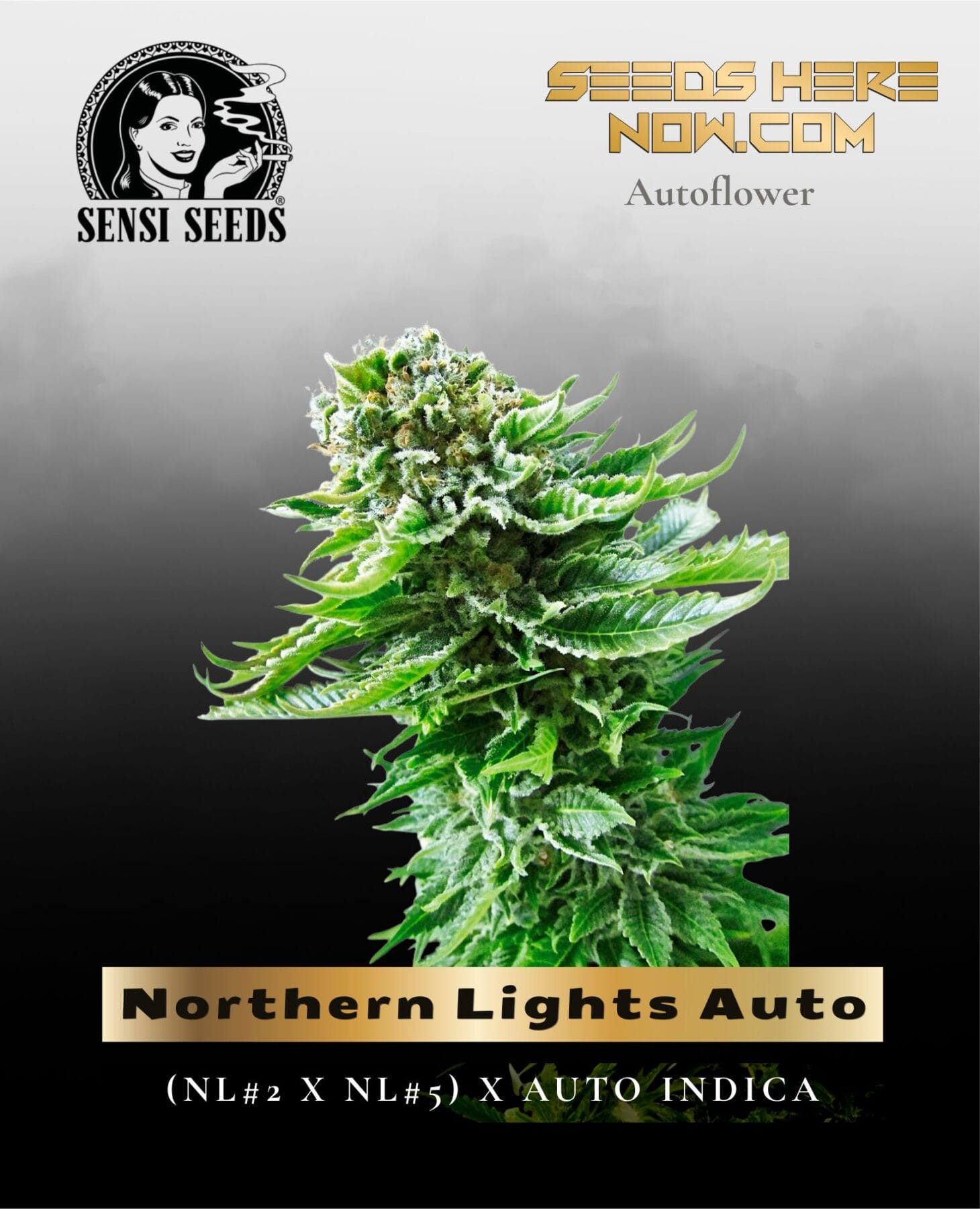 Northern Lights Auto (Feminized) - Sensi Seeds