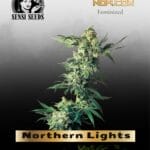 Northern Lights (Feminized) - Sensi Seeds