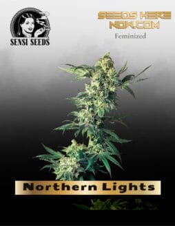 Northern Lights (Feminized) (space) Sensi Seeds