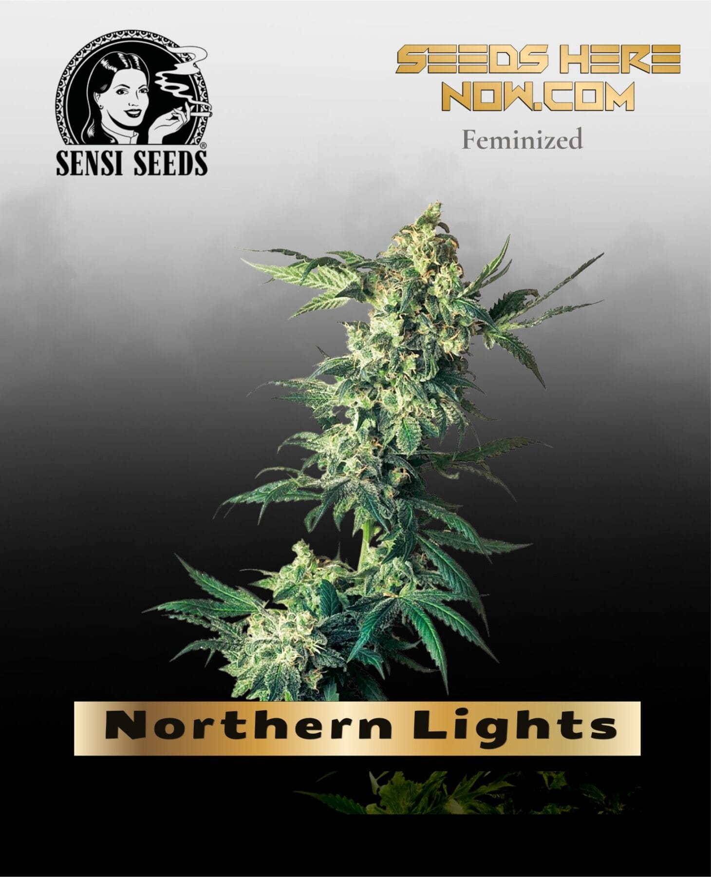 Northern Lights (Feminized) - Sensi Seeds