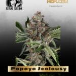 Papaya Jealousy (Feminized) - Sensi Seeds