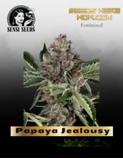 Papaya Jealousy (Feminized) (space) Sensi Seeds