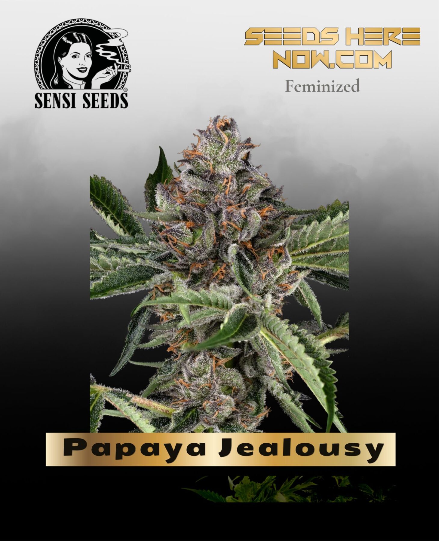Papaya Jealousy (Feminized) - Sensi Seeds