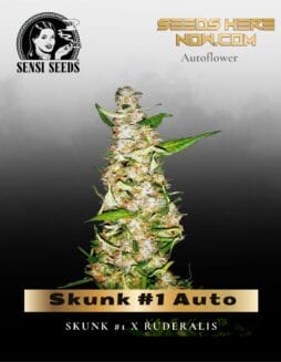 Skunk #1 Auto (Feminized) (space) Sensi Seeds