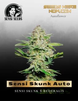 Sensi Skunk Auto (Feminized) (space) Sensi Seeds