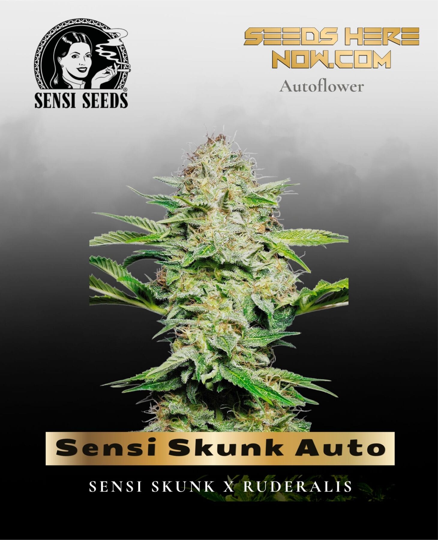 Sensi Skunk Auto (Feminized) - Sensi Seeds