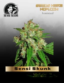 Sensi Skunk (Feminized) (space) Sensi Seeds