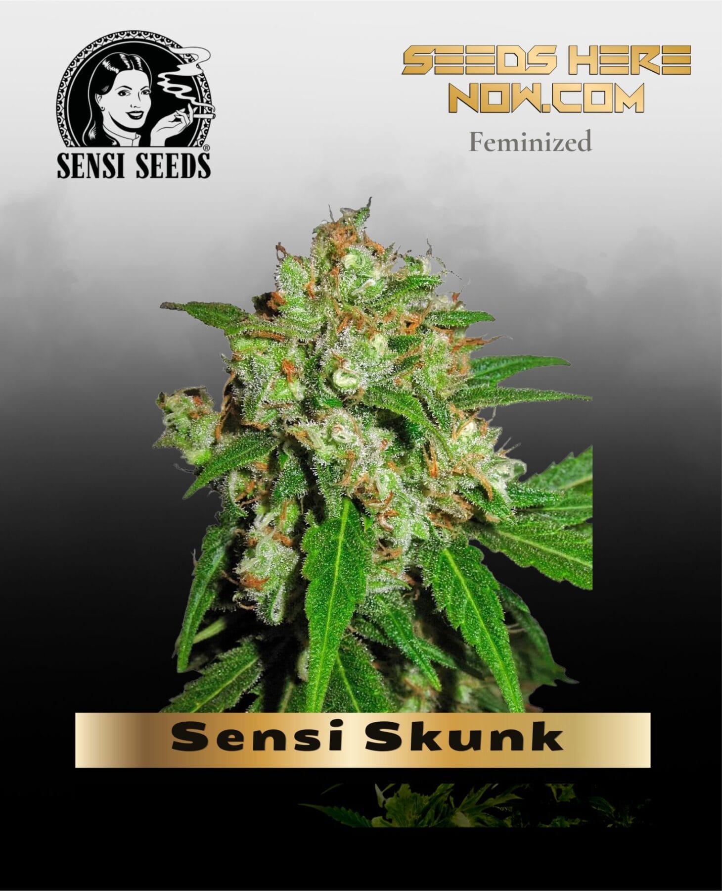 Sensi Skunk (Feminized) - Sensi Seeds