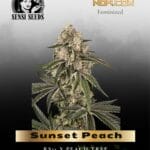 Sunset Peach (Feminized) - Sensi Seeds