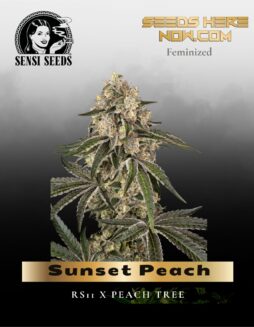 Sunset Peach (Feminized) (space) Sensi Seeds