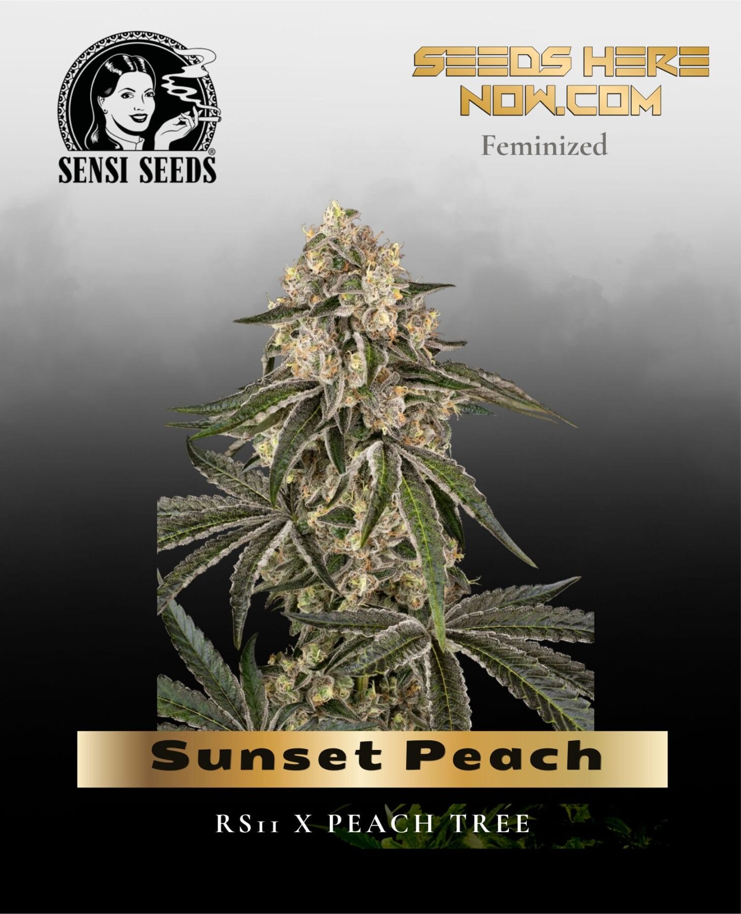 Sunset Peach (Feminized) - Sensi Seeds
