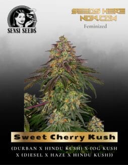Sweet Cherry Kush (Feminized) (space) Sensi Seeds