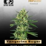 Tangerine Sugar (Feminized) - Sensi Seeds
