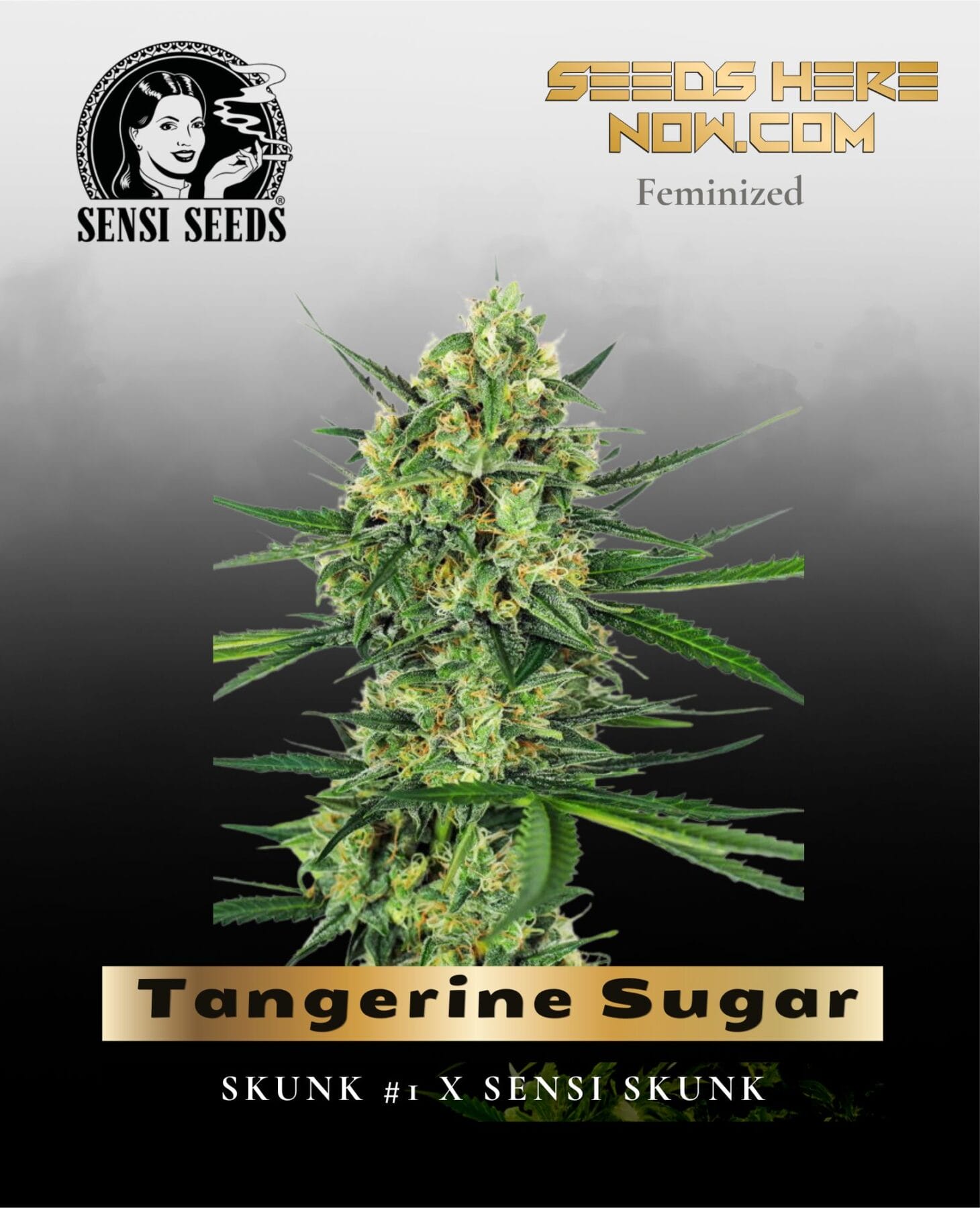 Tangerine Sugar (Feminized) - Sensi Seeds