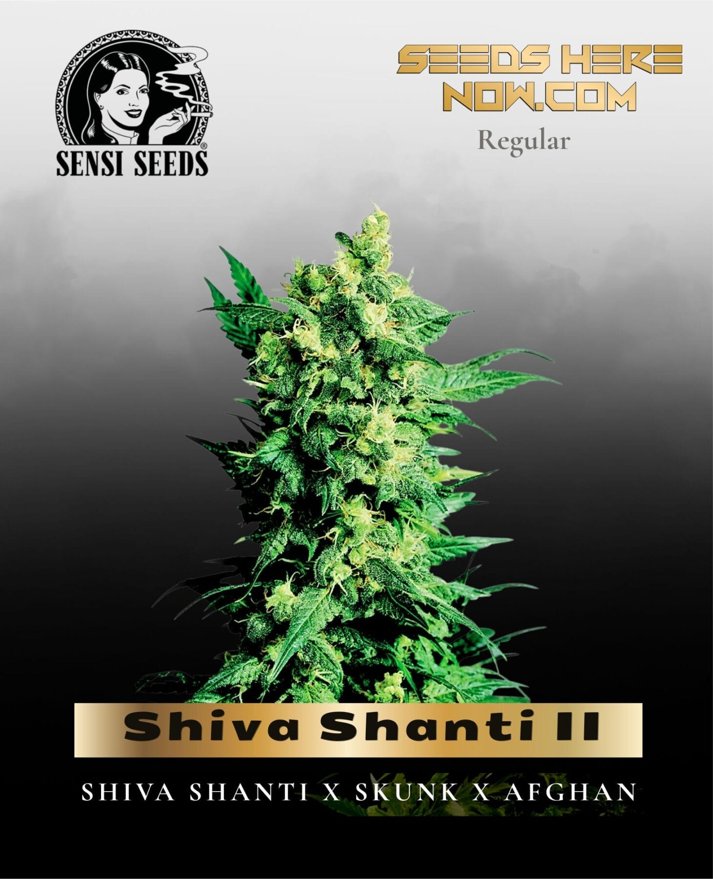 Shiva Shanti II (Regular) - Sensi Seeds