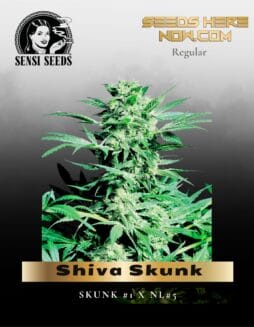 Shiva Skunk (Regular) (space) Sensi Seeds
