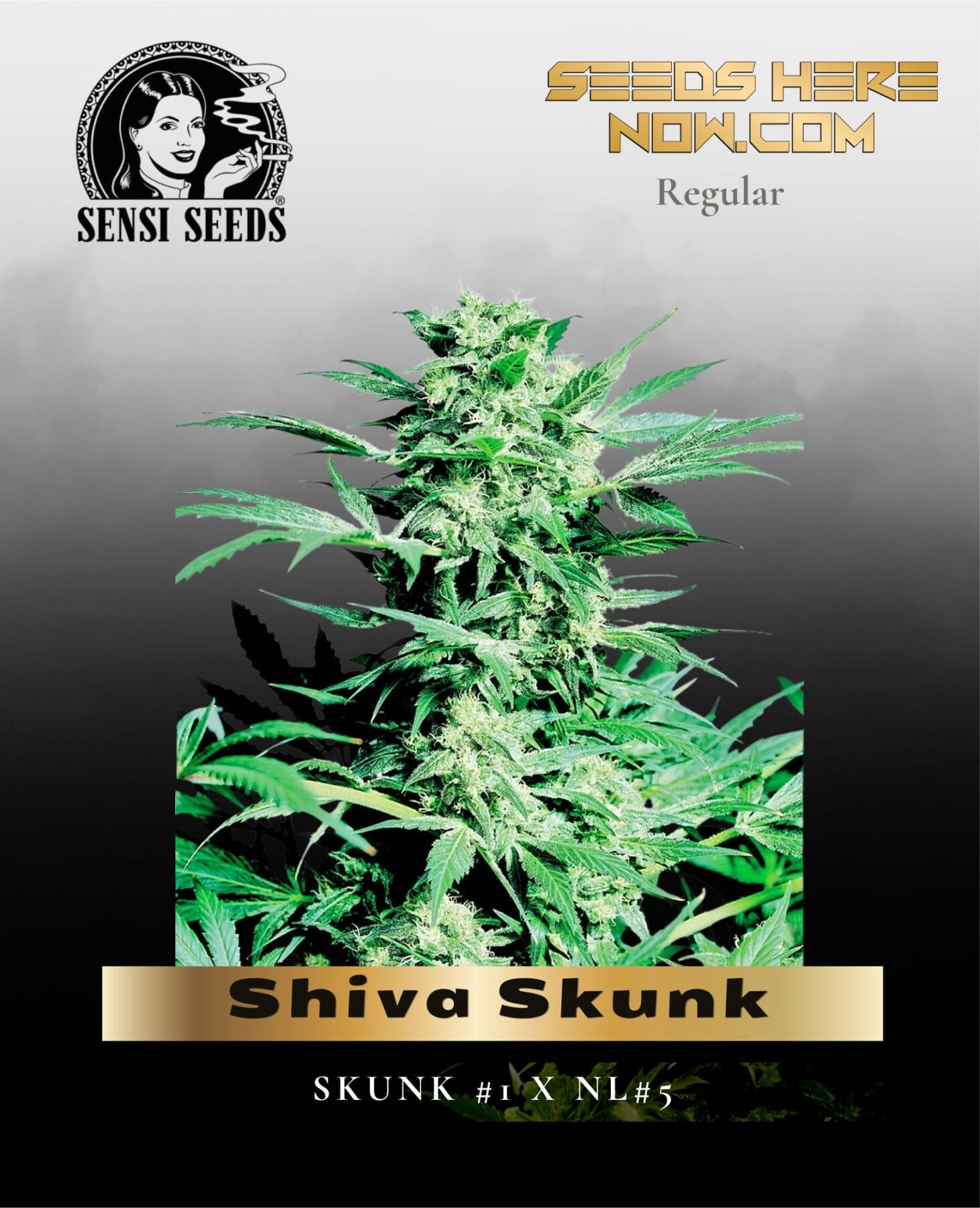 Shiva Skunk (Regular) - Sensi Seeds