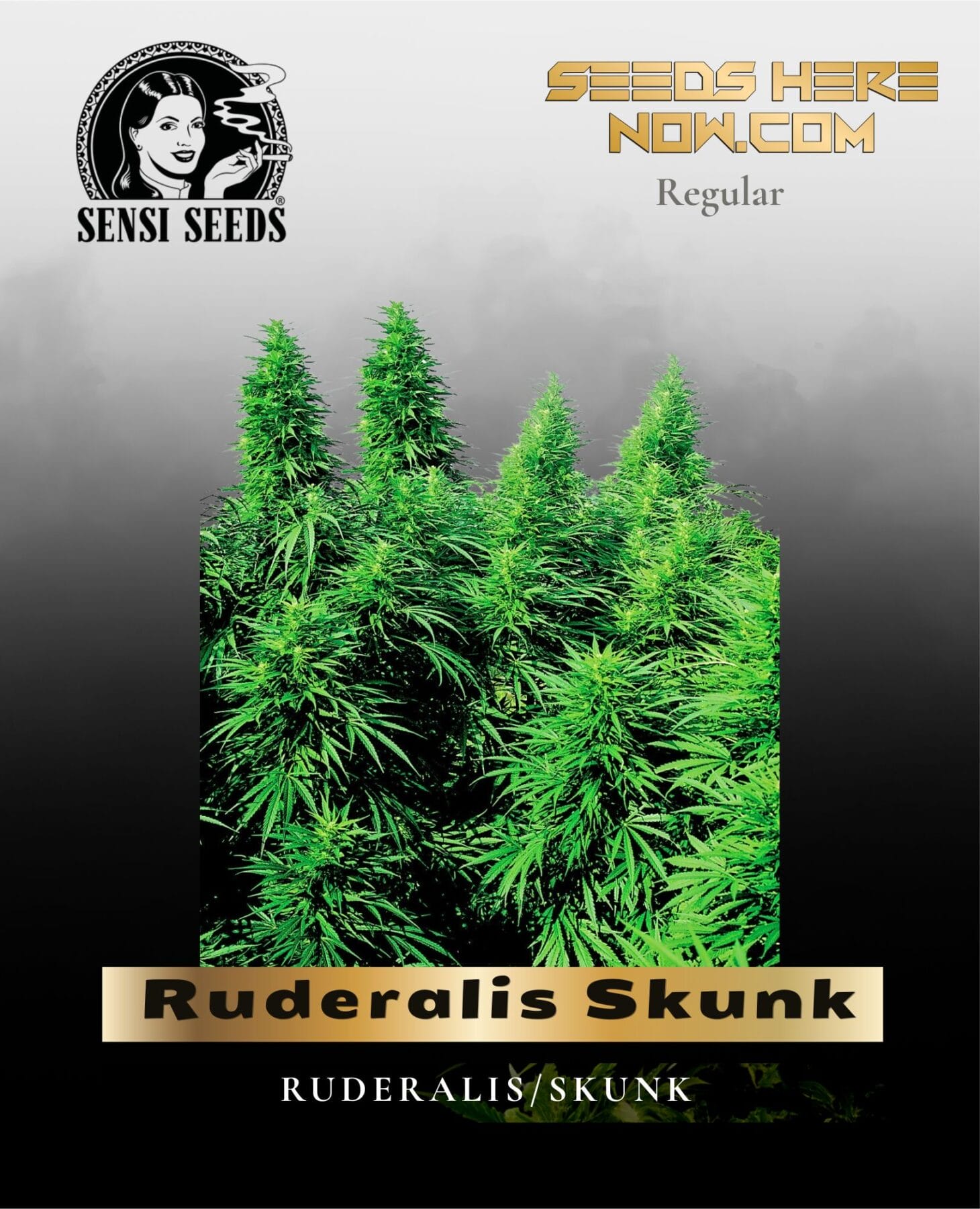 Ruderalis Skunk (Regular) - Sensi Seeds