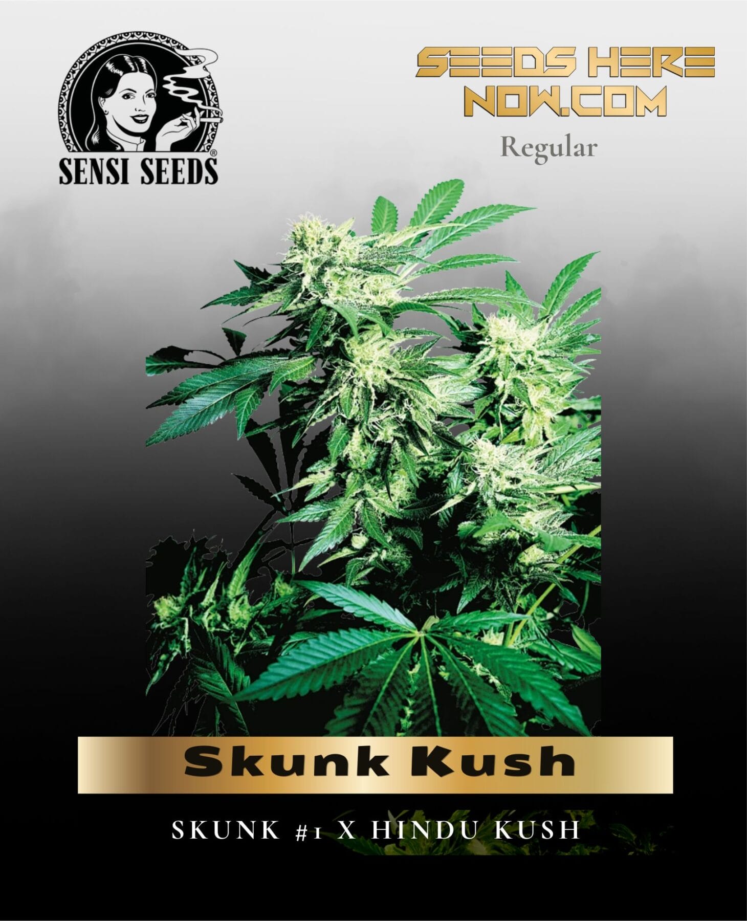 Skunk Kush (Regular) - Sensi Seeds