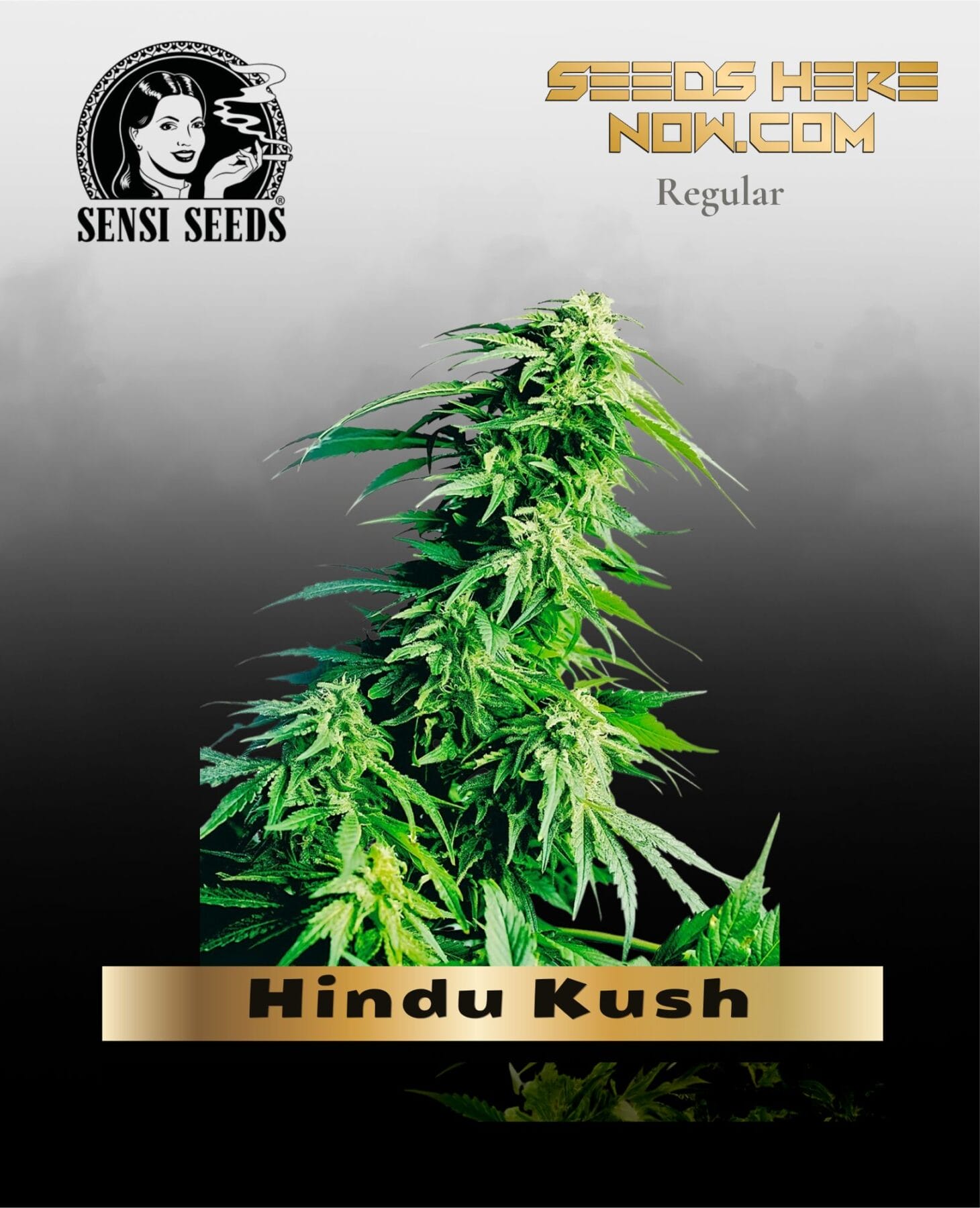 Hindu Kush (Regular) - Sensi Seeds