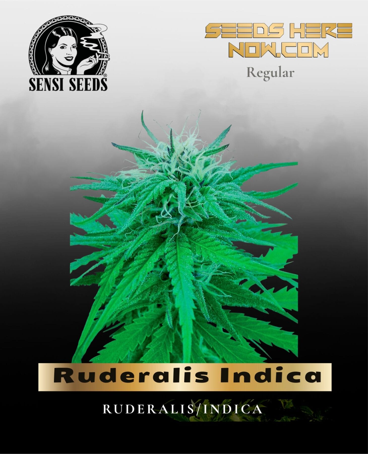 Ruderalis Indica (Regular) - Sensi Seeds