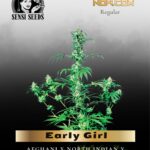 Early Girl (Regular) - Sensi Seeds
