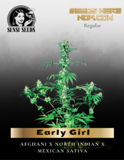 Early Girl (Regular) (space) Sensi Seeds