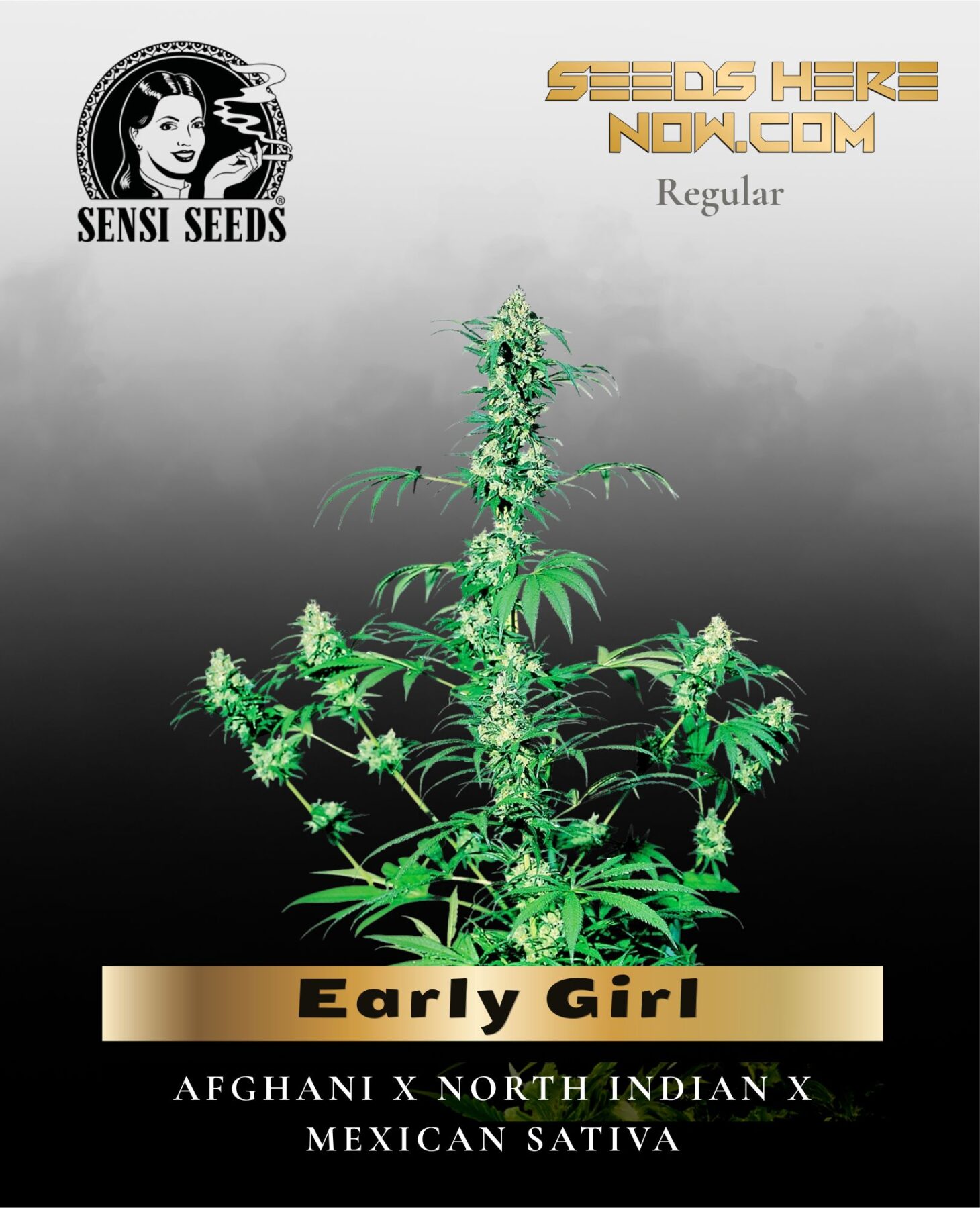 Early Girl (Regular) - Sensi Seeds