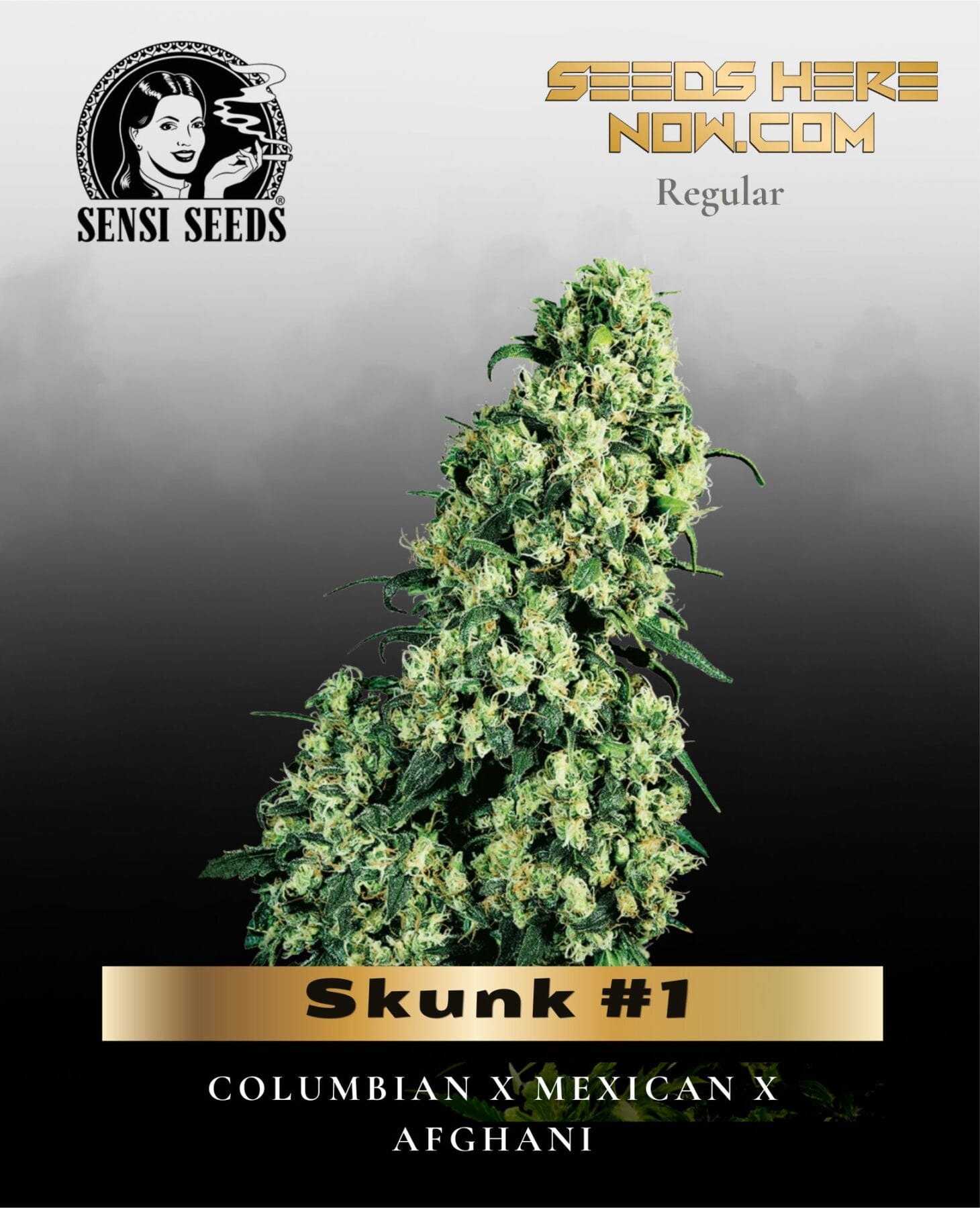 Skunk #1 (Regular) - Sensi Seeds