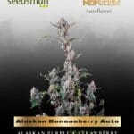 Alaskan Bananaberry Auto (Feminized) - Seedsman