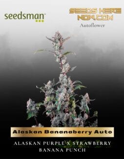 Alaskan Bananaberry Auto (Feminized) (space) Seedsman
