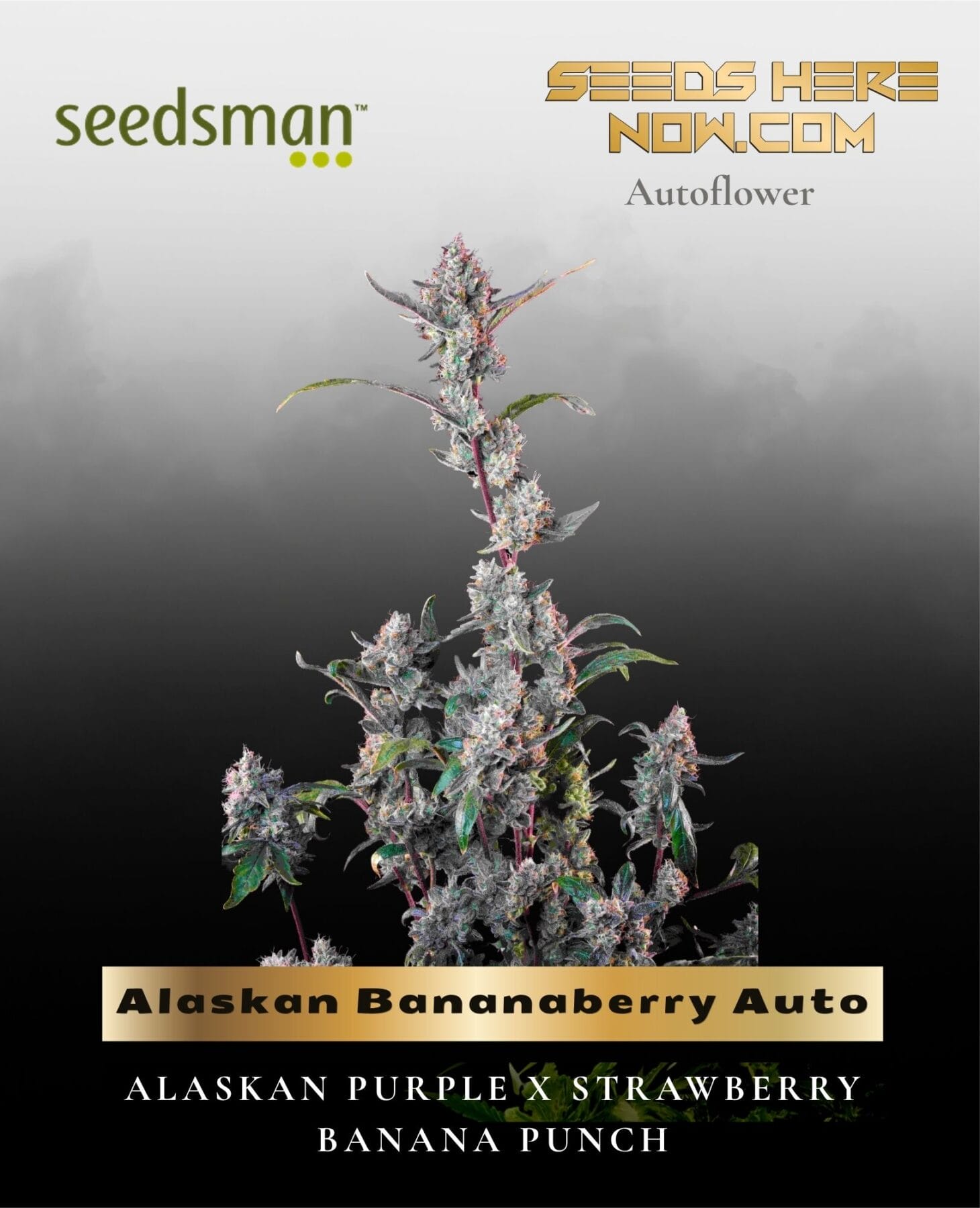 Alaskan Bananaberry Auto (Feminized) - Seedsman