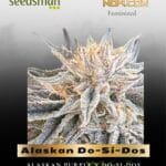 Alaskan Do-Si-Dos (Feminized) - Seedsman
