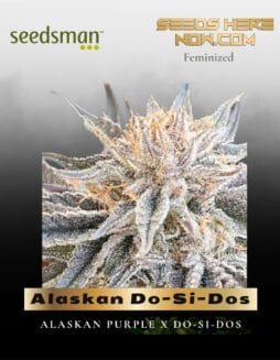 Alaskan Do(space)Si(space)Dos (Feminized) (space) Seedsman