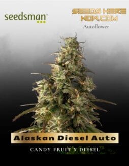 Alaskan Diesel Auto (Feminized) (space) Seedsman