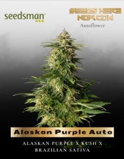 Alaskan Purple Auto (Feminized) (space) Seedsman