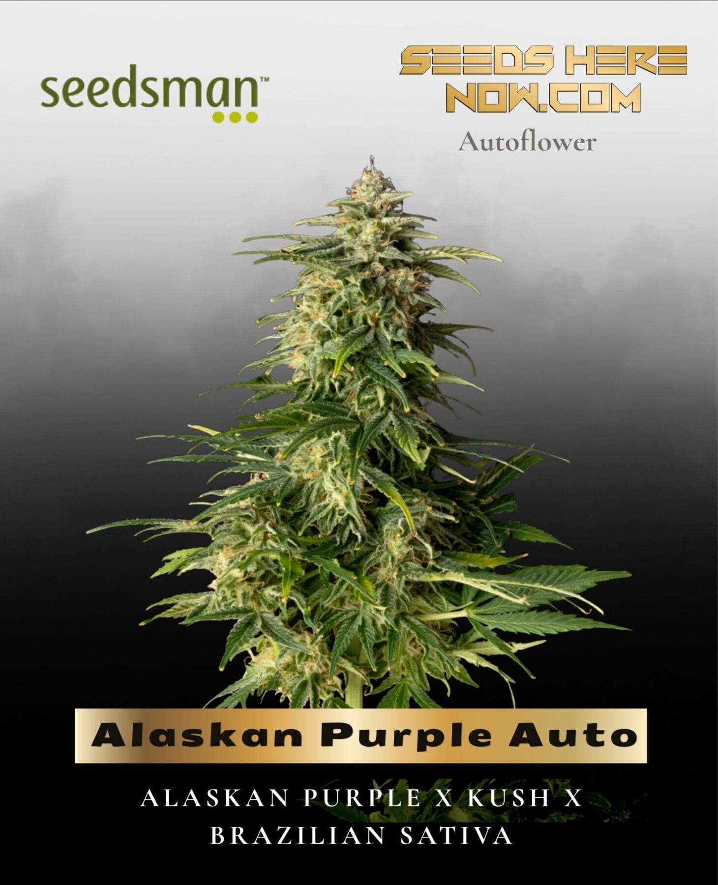 Alaskan Purple Auto (Feminized) - Seedsman