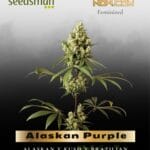 Alaskan Purple (Feminized) - Seedsman