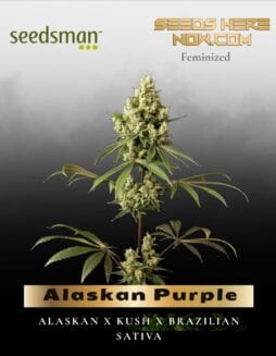 Alaskan Purple (Feminized) (space) Seedsman