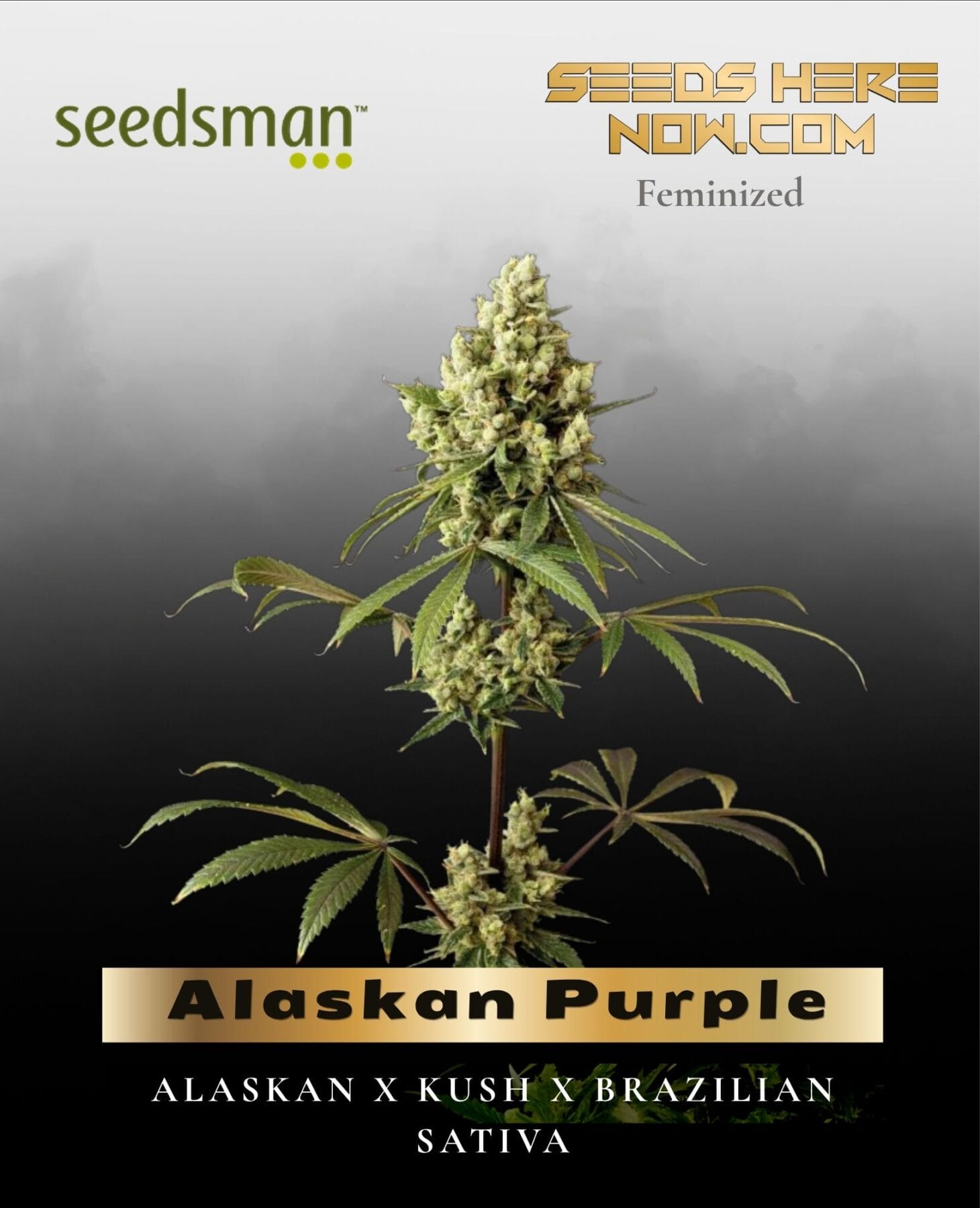 Alaskan Purple (Feminized) - Seedsman