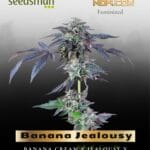 Banana Jealousy (Feminized) - Seedsman