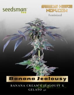 Banana Jealousy (Feminized) (space) Seedsman