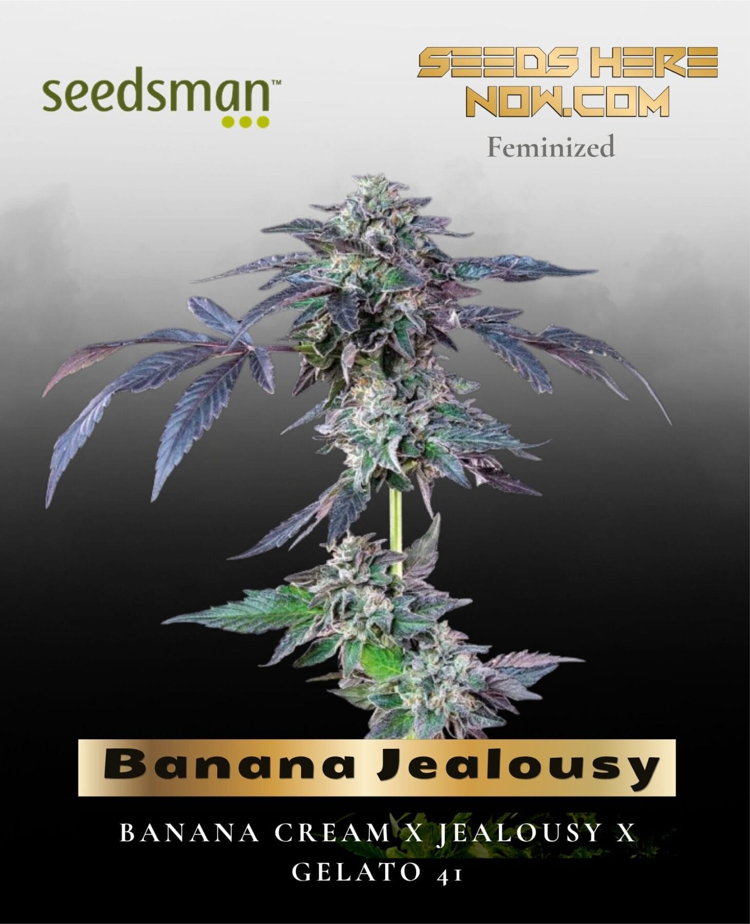 Banana Jealousy (Feminized) - Seedsman