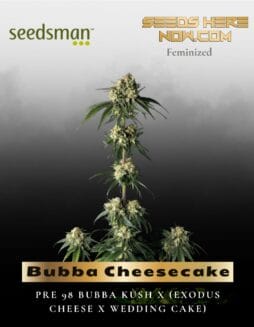 Bubba Cheesecake (Feminized) (space) Seedsman
